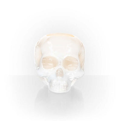 Kosta Boda Still life Skull Off White